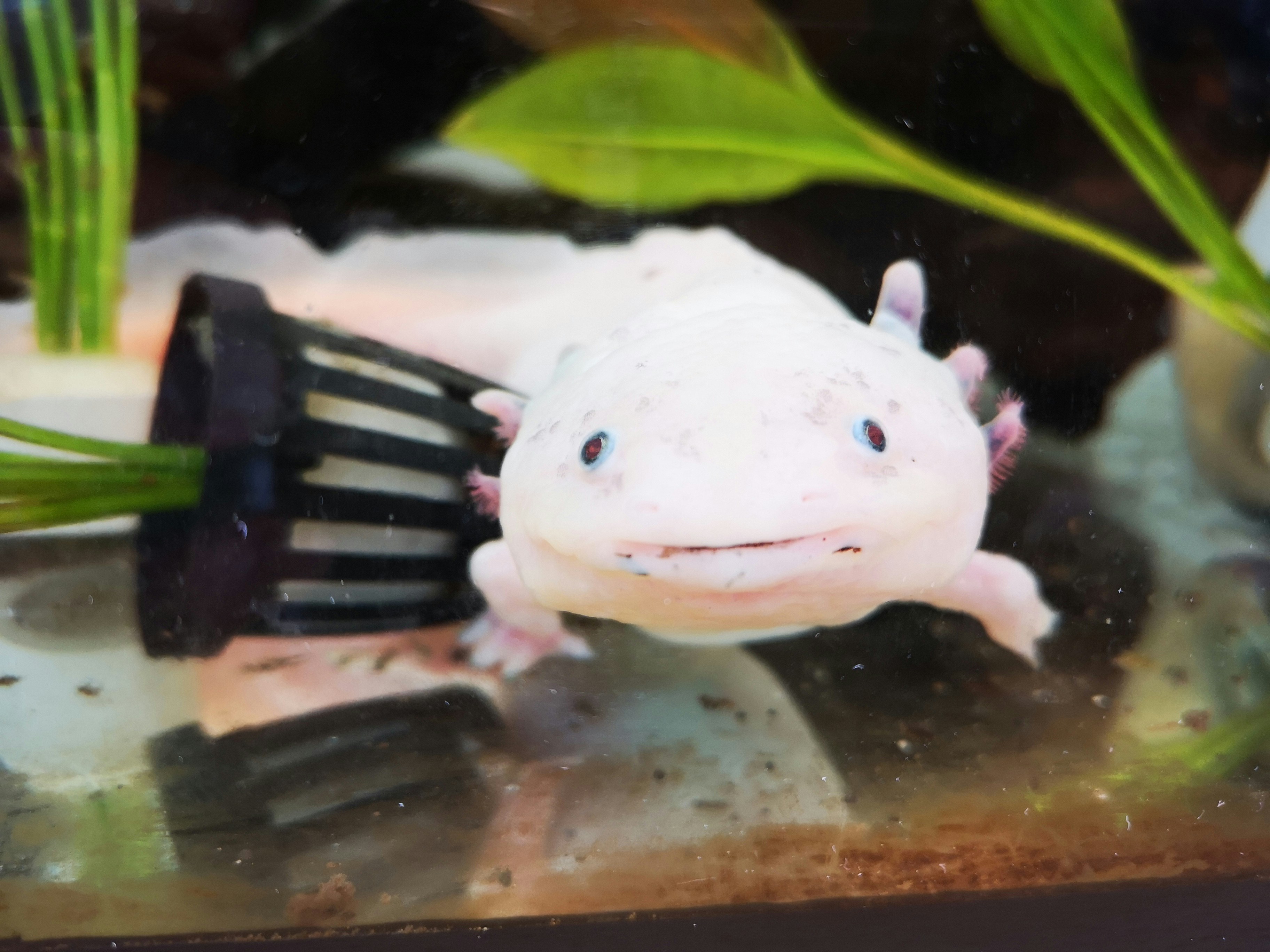 Axolotl resting in aquarium