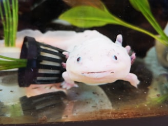 A close-up of a light pink axolotl with pinkish gills and dark eyes on the side of a tank. There is a black filter visible behind it, as well as green aquatic plants surrounding the axolotl.