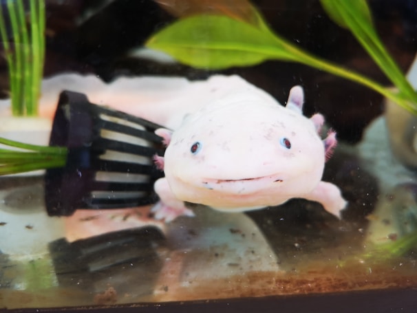 A close-up of a light pink axolotl with pinkish gills and dark eyes on the side of a tank. There is a black filter visible behind it, as well as green aquatic plants surrounding the axolotl.