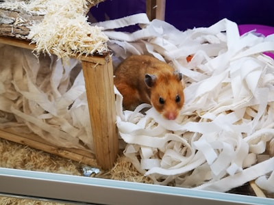 A tan and white hamster is nestled in a pile of white shredded paper bedding inside a wooden habitat. Bits of wood shavings are scattered on top of the enclosure's structure.