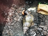 A large snail with a brown, striped shell is crawling on a dark, rocky surface. There is a piece of food and a rock nearby. The snail's antennae are extended, and its body is shiny and wet.