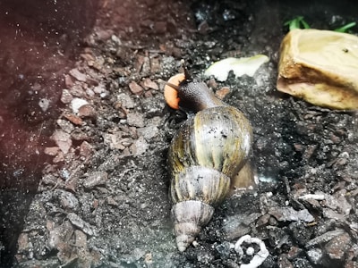 A large snail with a brown, striped shell is crawling on a dark, rocky surface. There is a piece of food and a rock nearby. The snail's antennae are extended, and its body is shiny and wet.