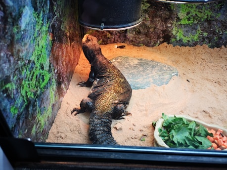A large lizard rests on sandy terrain within a terrarium, illuminated by a heat lamp above. The environment includes a stone slab and is surrounded by green moss or plants on the walls. Nearby, a dish contains fresh greens and chopped vegetables.