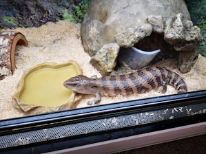 A lizard is resting next to a water dish inside a glass enclosure. The enclosure contains wood shavings, a small shelter resembling a cave, and faux rock structures.
