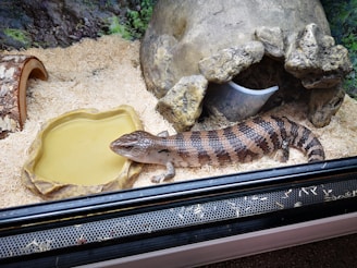 A lizard is resting next to a water dish inside a glass enclosure. The enclosure contains wood shavings, a small shelter resembling a cave, and faux rock structures.