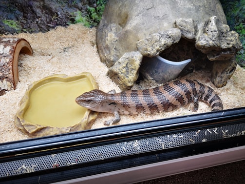 A lizard is resting next to a water dish inside a glass enclosure. The enclosure contains wood shavings, a small shelter resembling a cave, and faux rock structures.