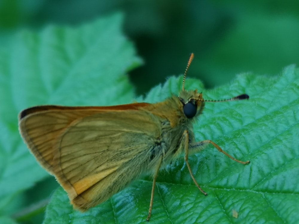 a close up of a butterfly on a leaf