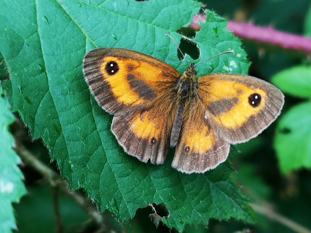 ein brauner und gelber Schmetterling, der auf einem grünen Blatt sitzt