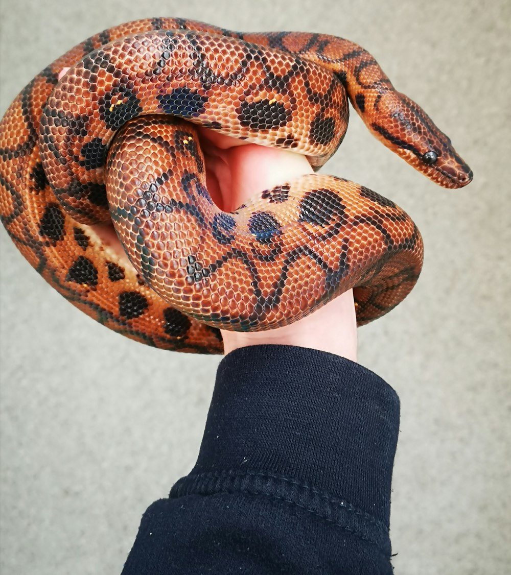une personne tenant un grand serpent dans sa main