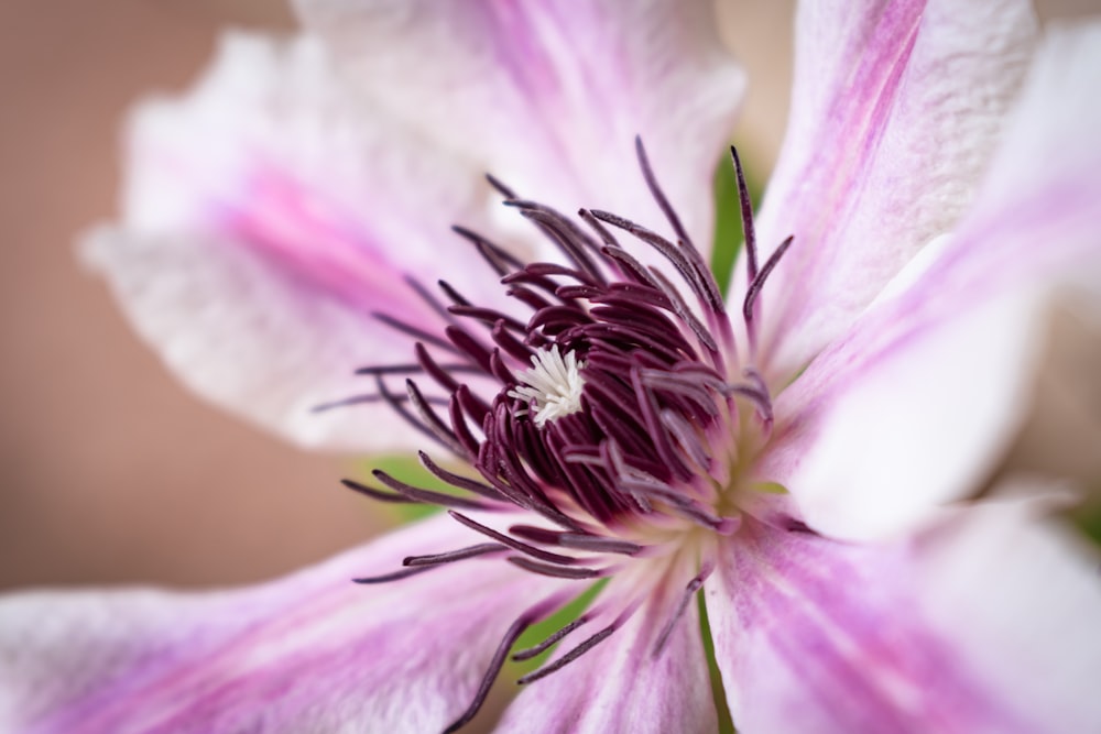 a close up of a pink and white flower