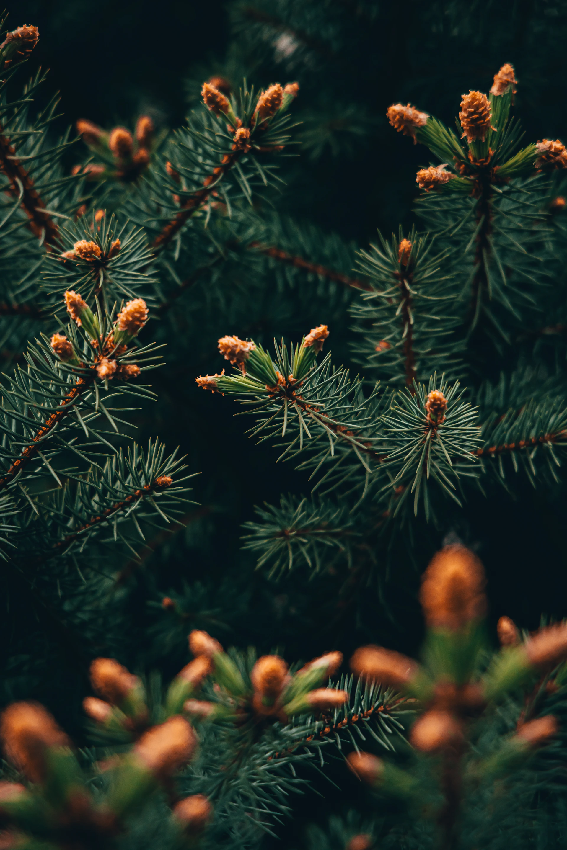 a close up of a pine tree with cones