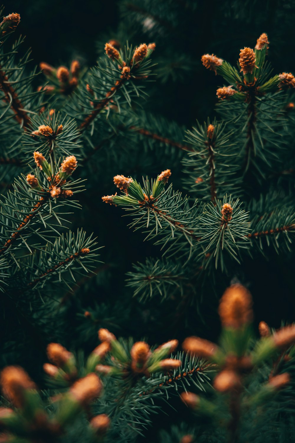 a close up of a pine tree with cones