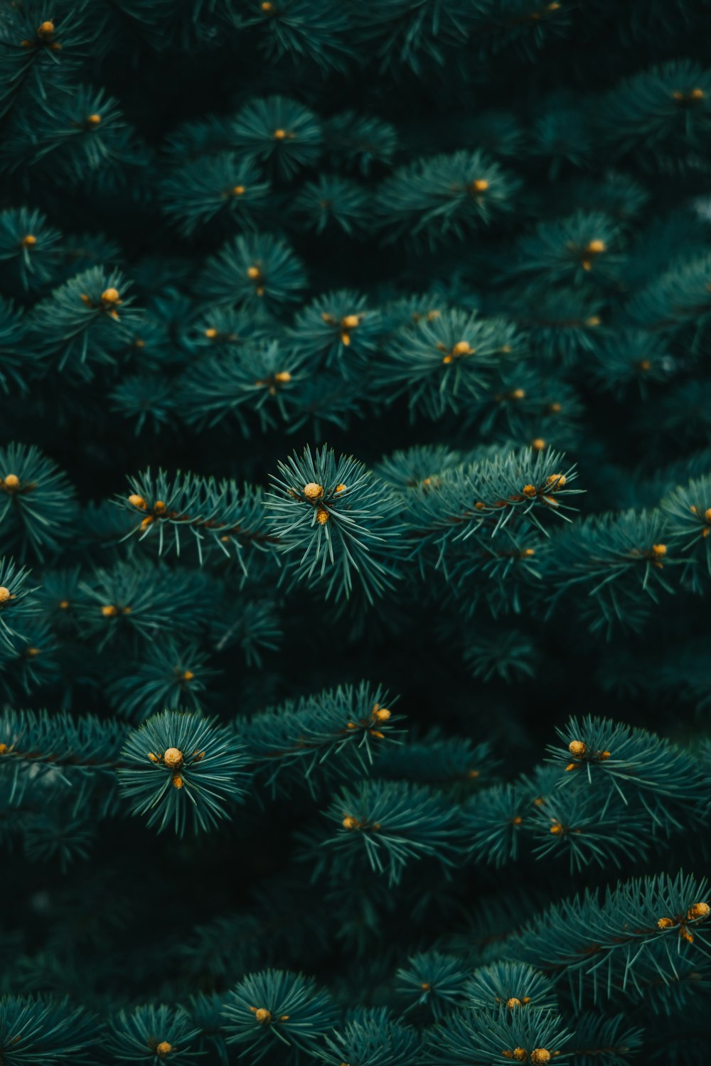 a close up view of a pine tree