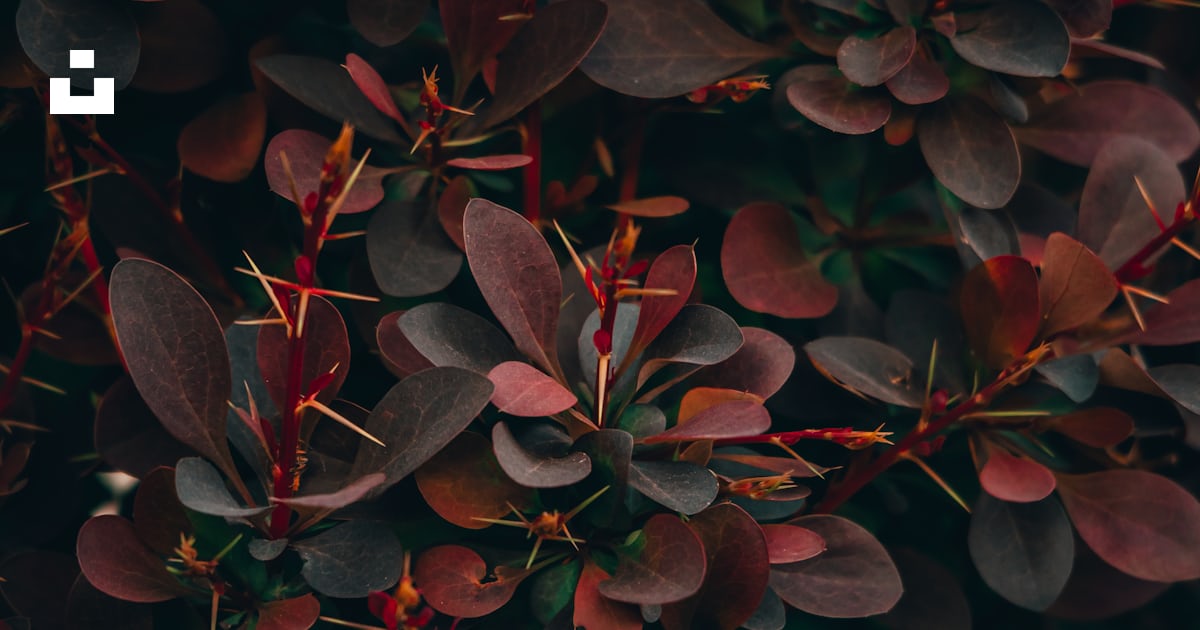 Gros plan d’un buisson aux feuilles rouges photo – Photo Texture ...