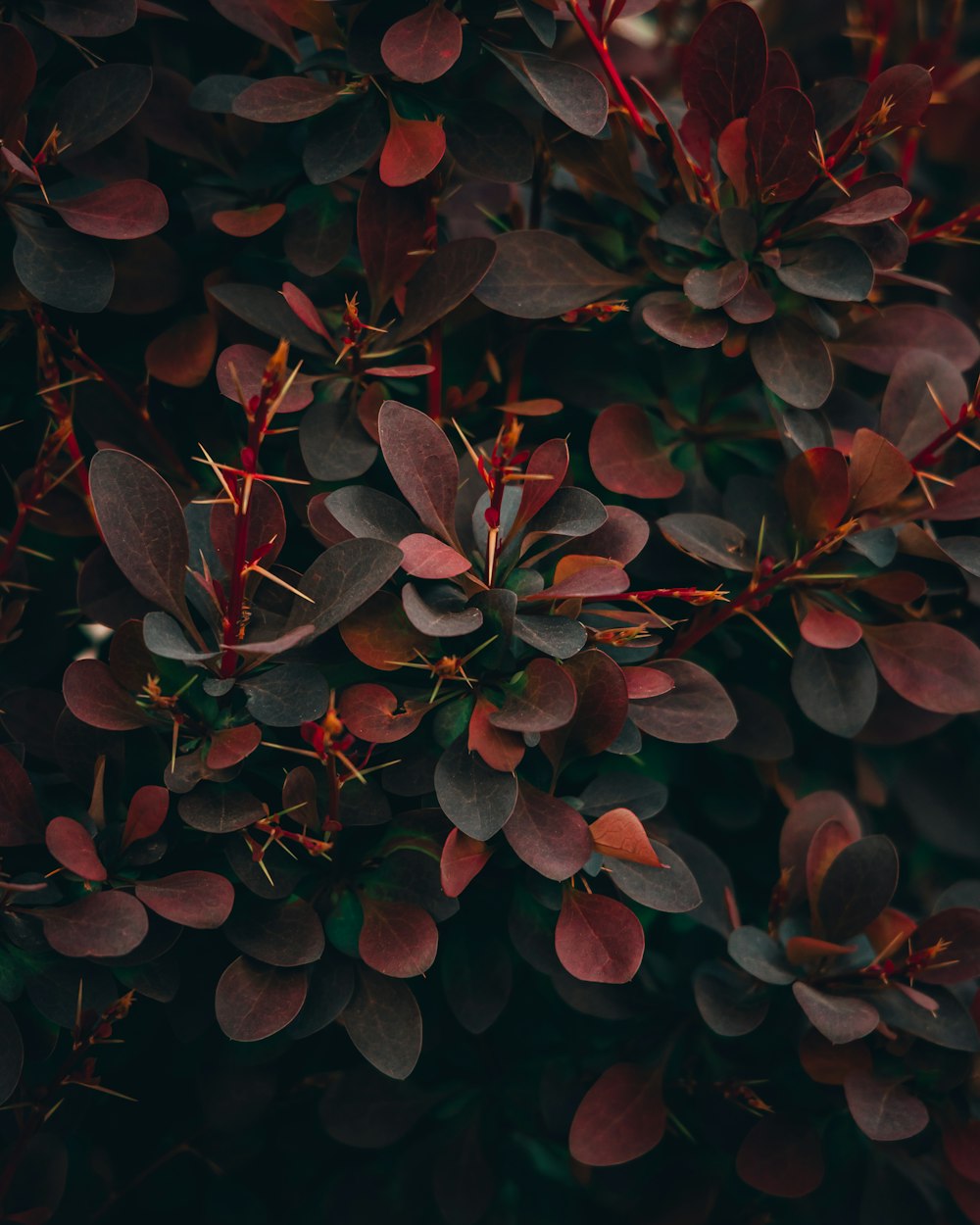 a close up of a bush with red leaves