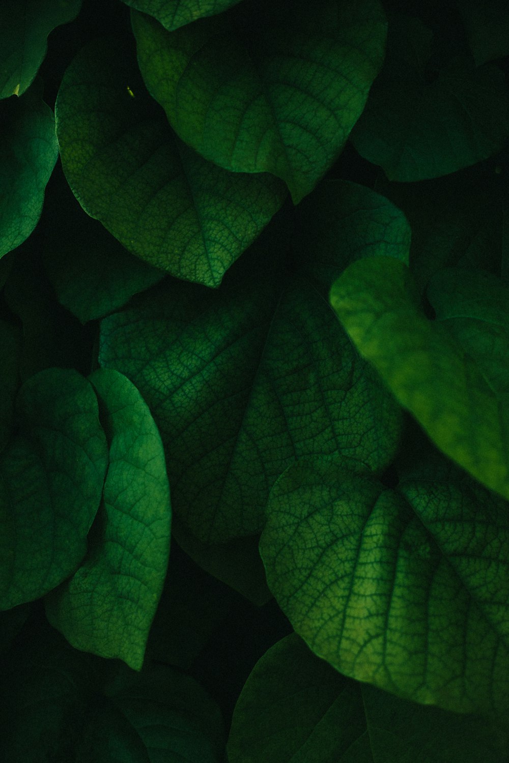 a close up of a bunch of green leaves