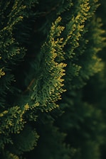 a close up of a pine tree branch
