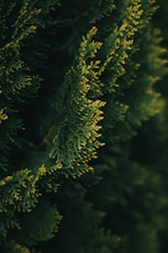 a close up of a pine tree branch