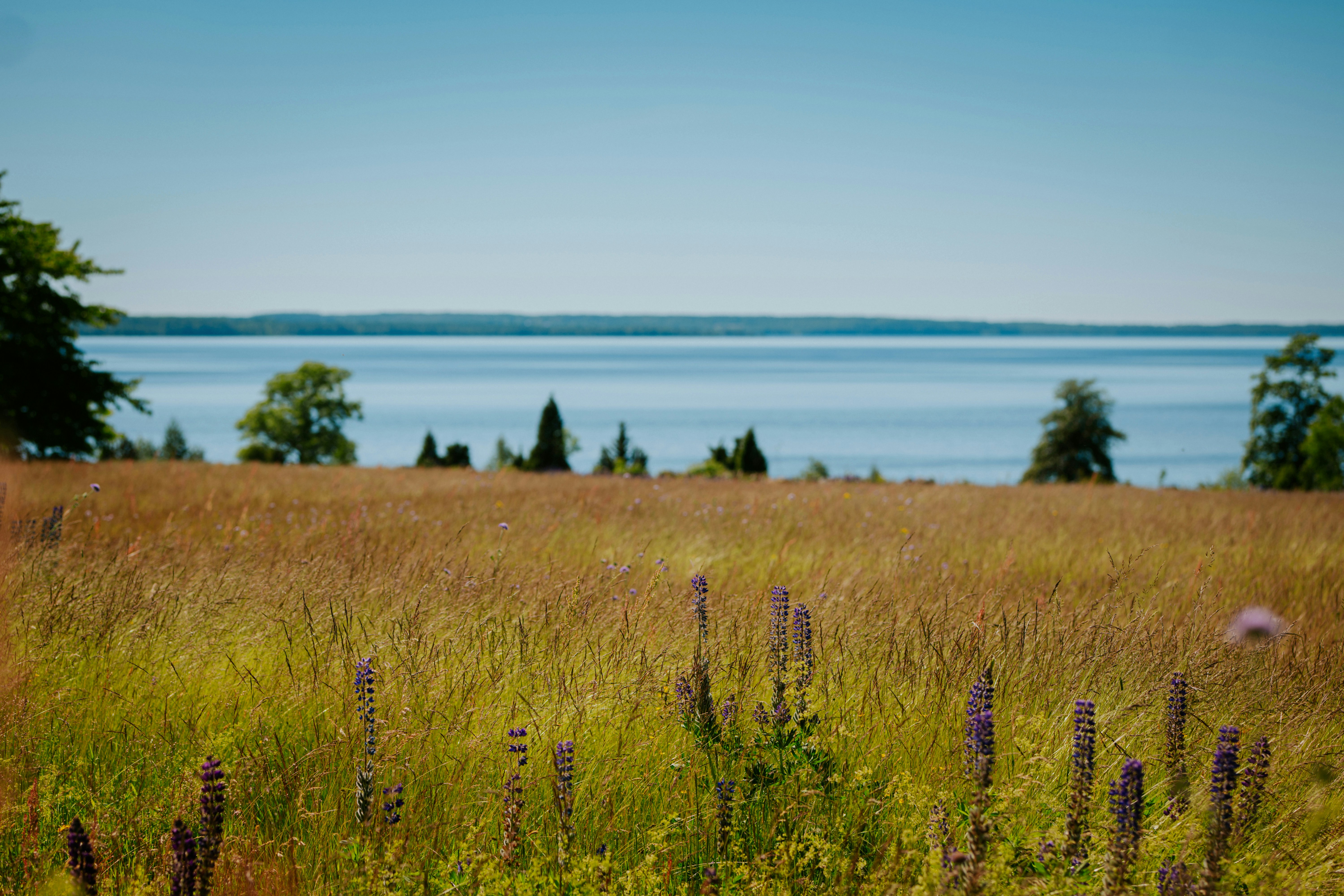 a field of tall grass with a lake in the background