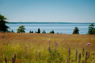 A serene landscape showcasing natural fibers.