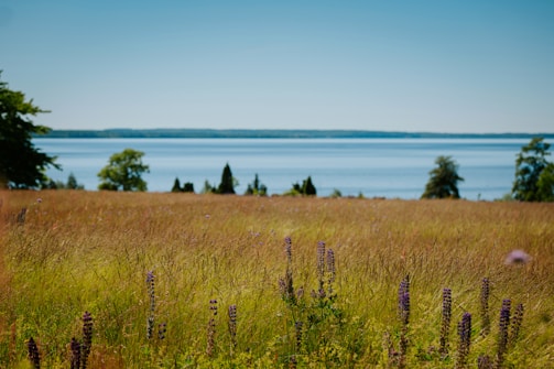 A serene landscape showcasing natural fibers.
