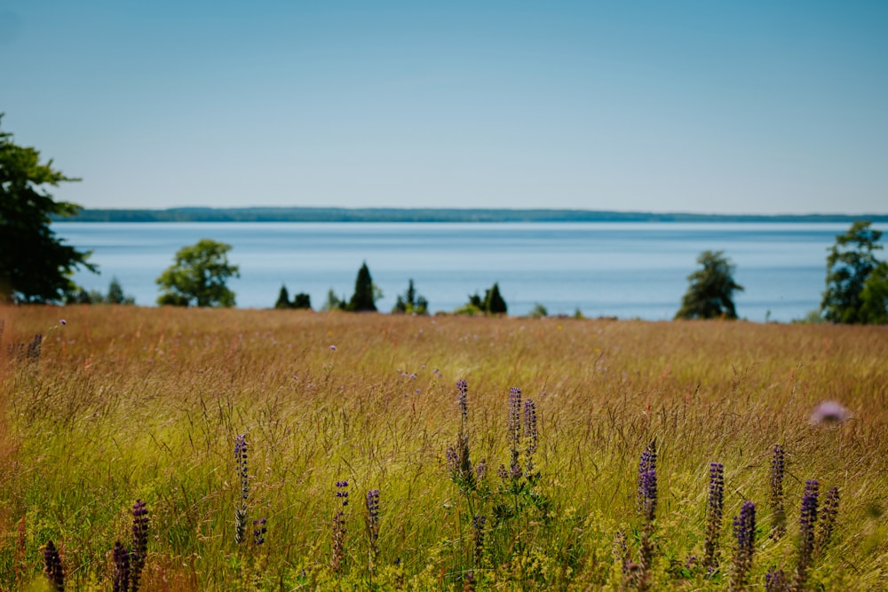 a field of tall grass with a lake in the background