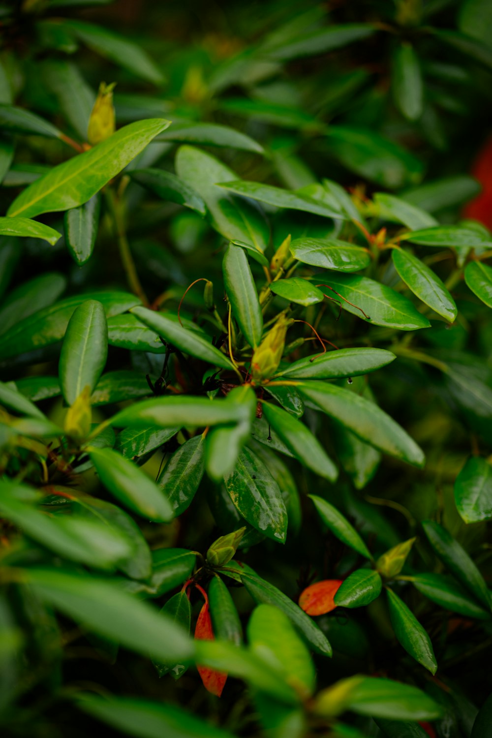 a close up of a bush with green leaves