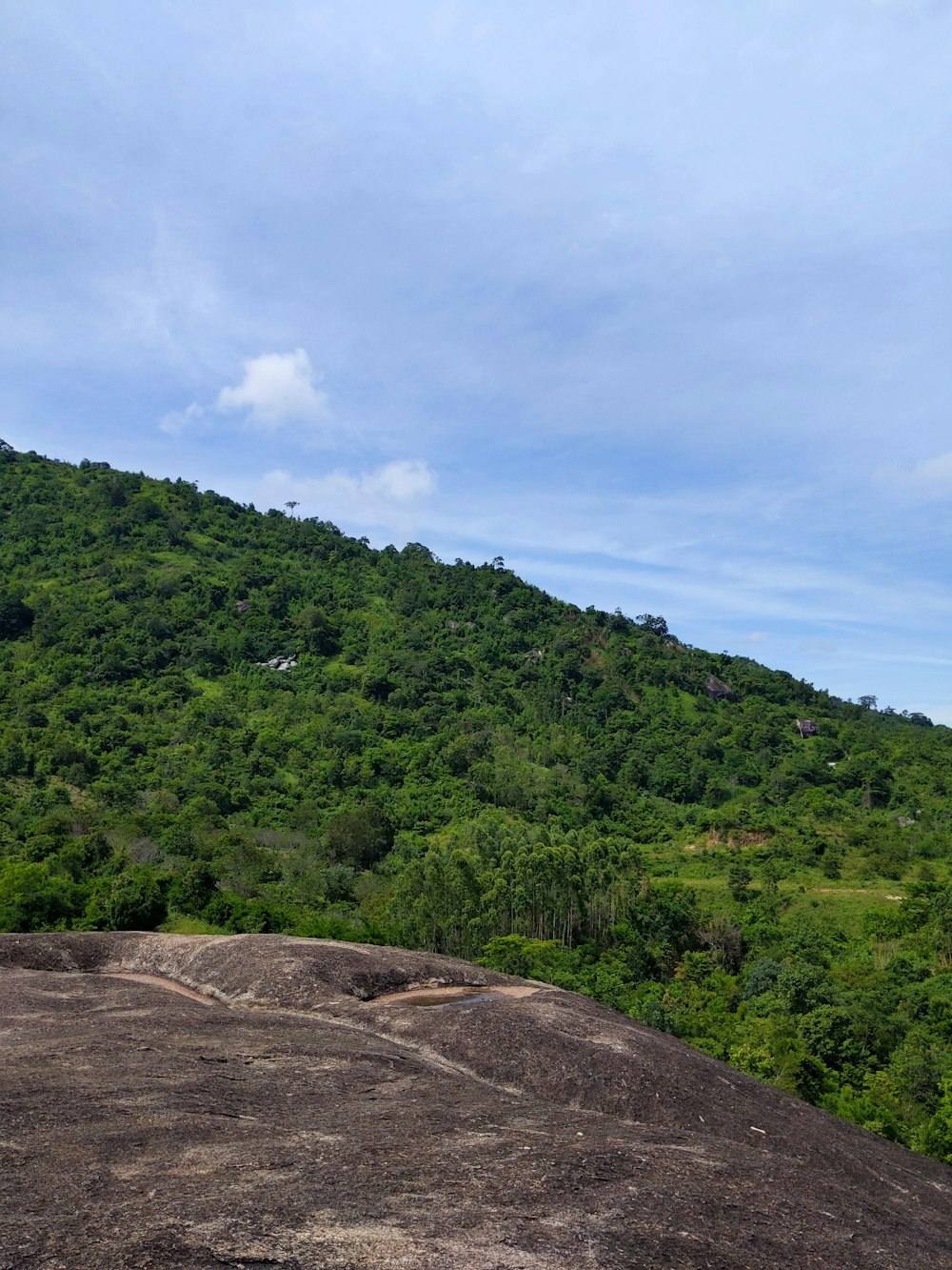a large hill with trees on top of it