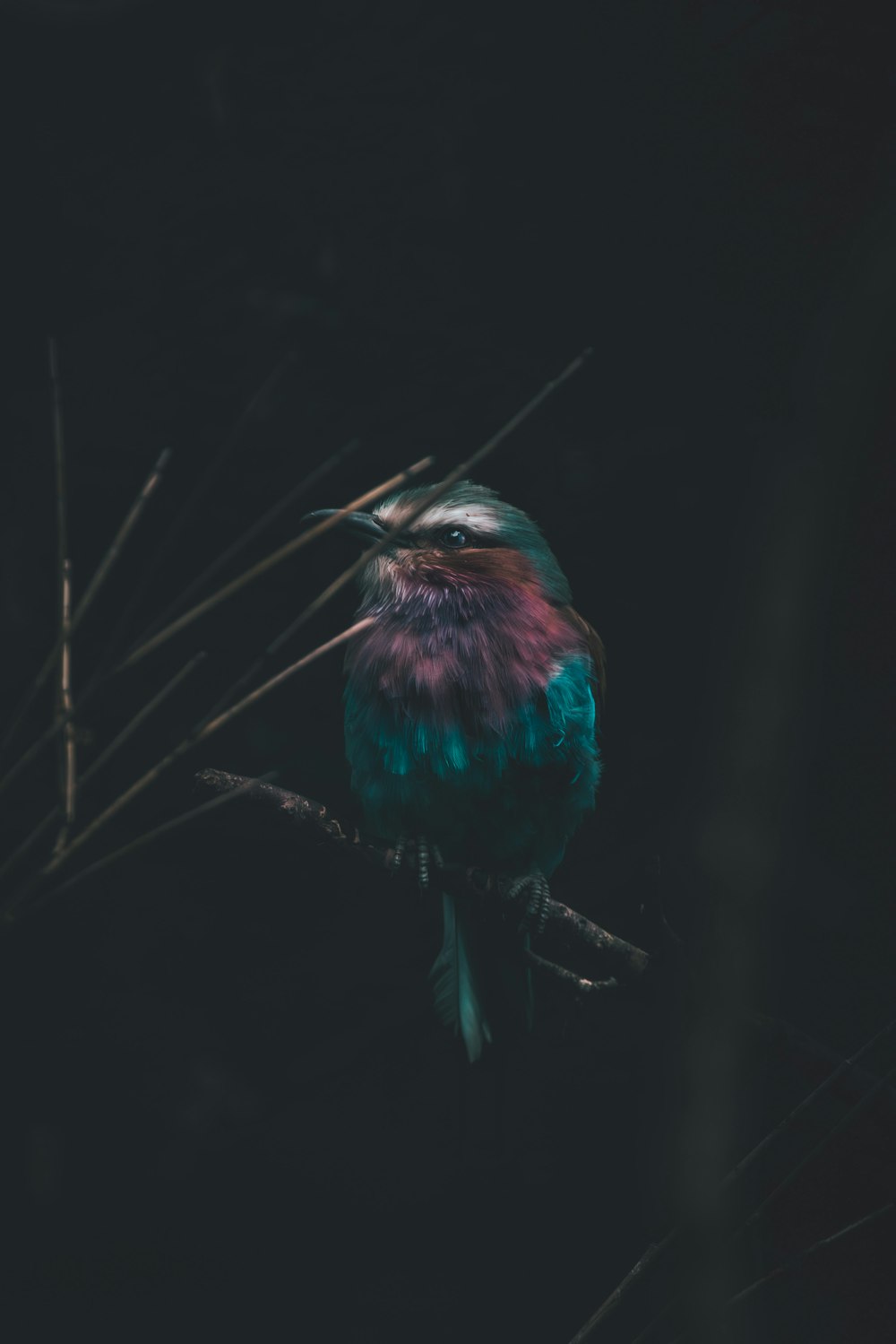 um pássaro colorido sentado em um galho no escuro