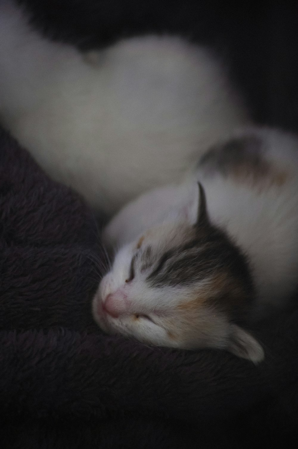 a white and brown cat sleeping on top of a blanket