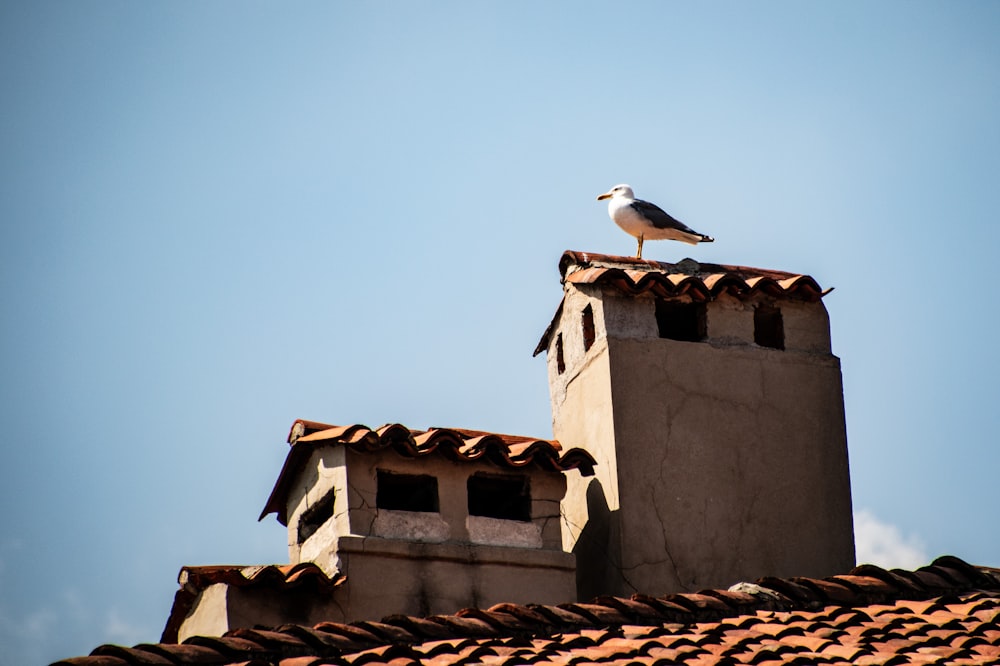 a seagull is sitting on top of a building