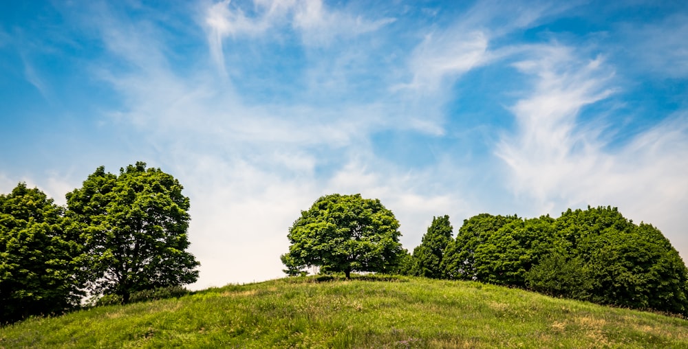 a grassy hill with trees on top of it