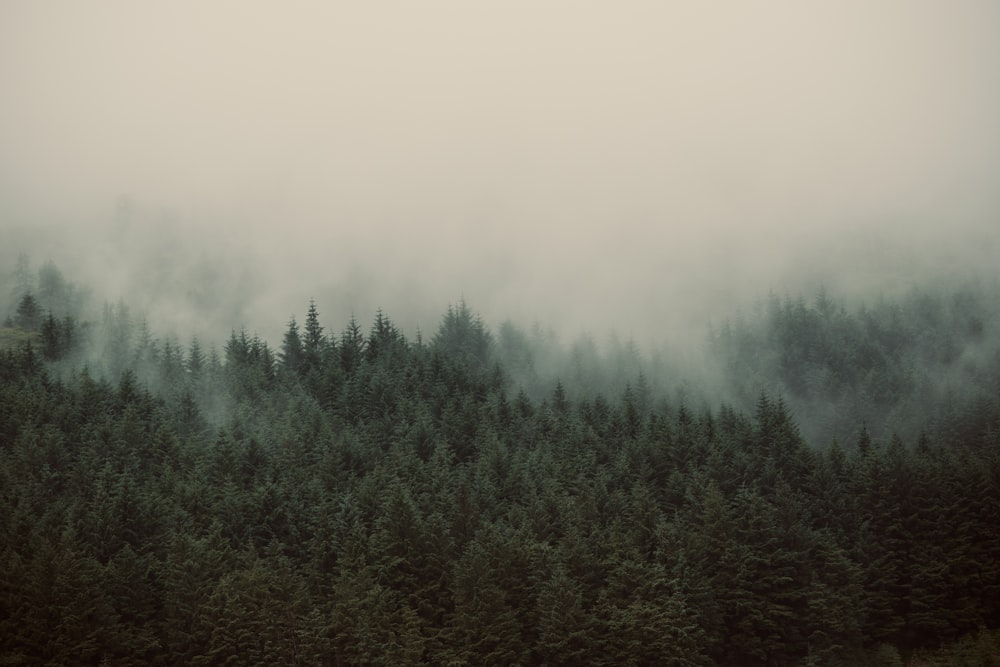 uma floresta nebulosa cheia de árvores