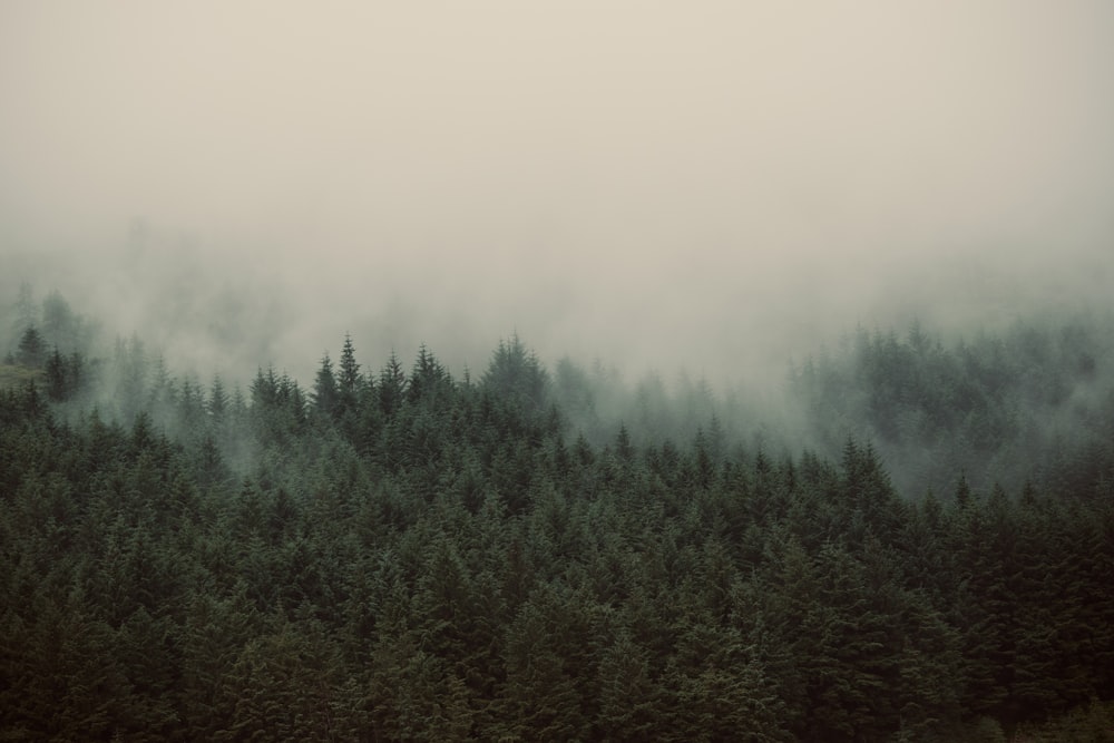 une forêt brumeuse remplie de beaucoup d’arbres