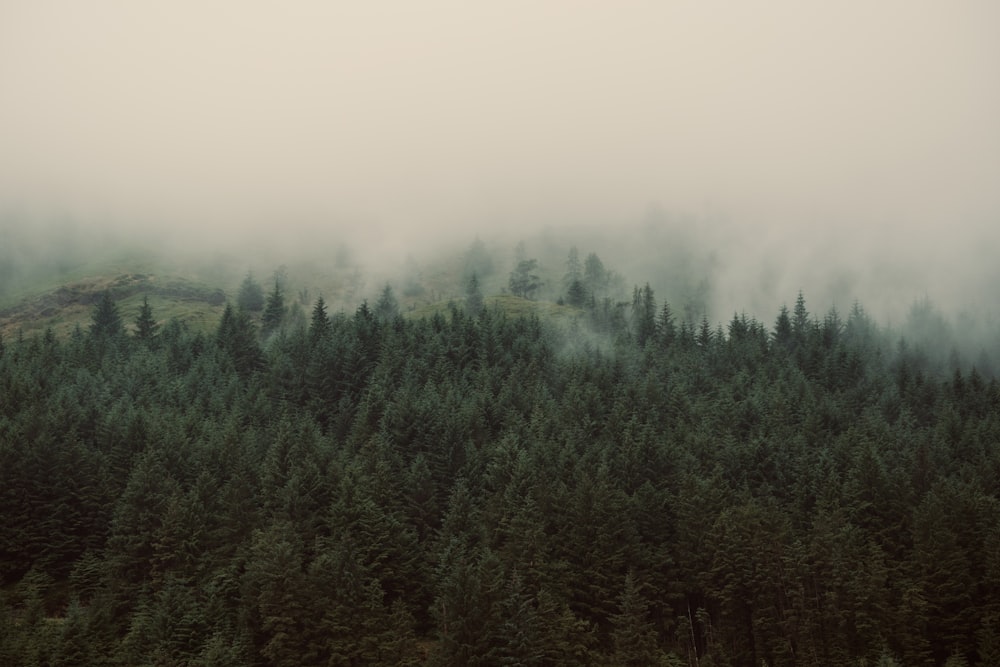 Un bosque brumoso con una colina al fondo