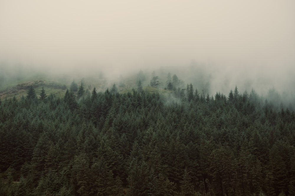 a foggy forest with a hill in the background
