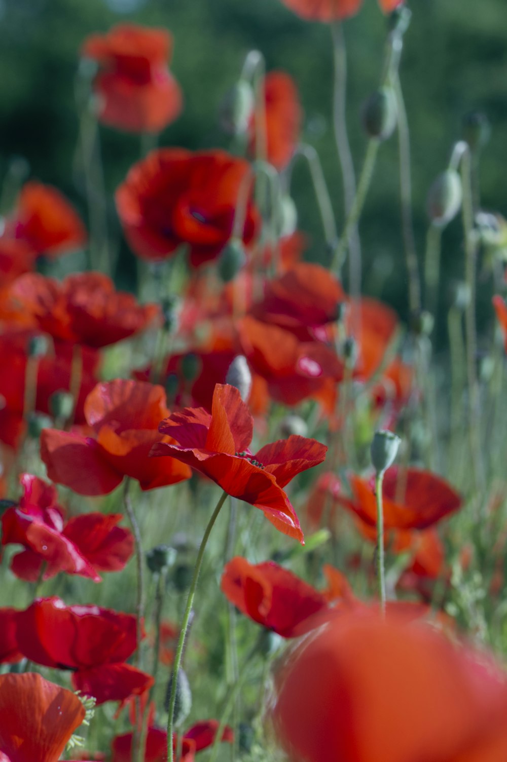 a field full of red flowers with green stems