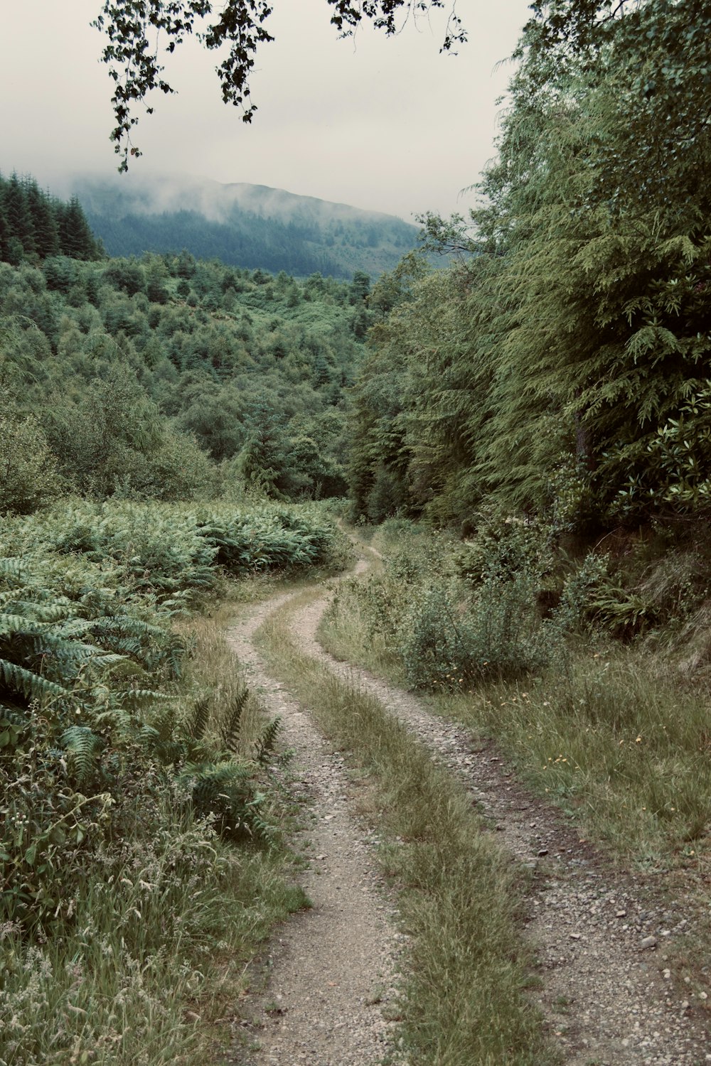 uma estrada de terra no meio de uma floresta