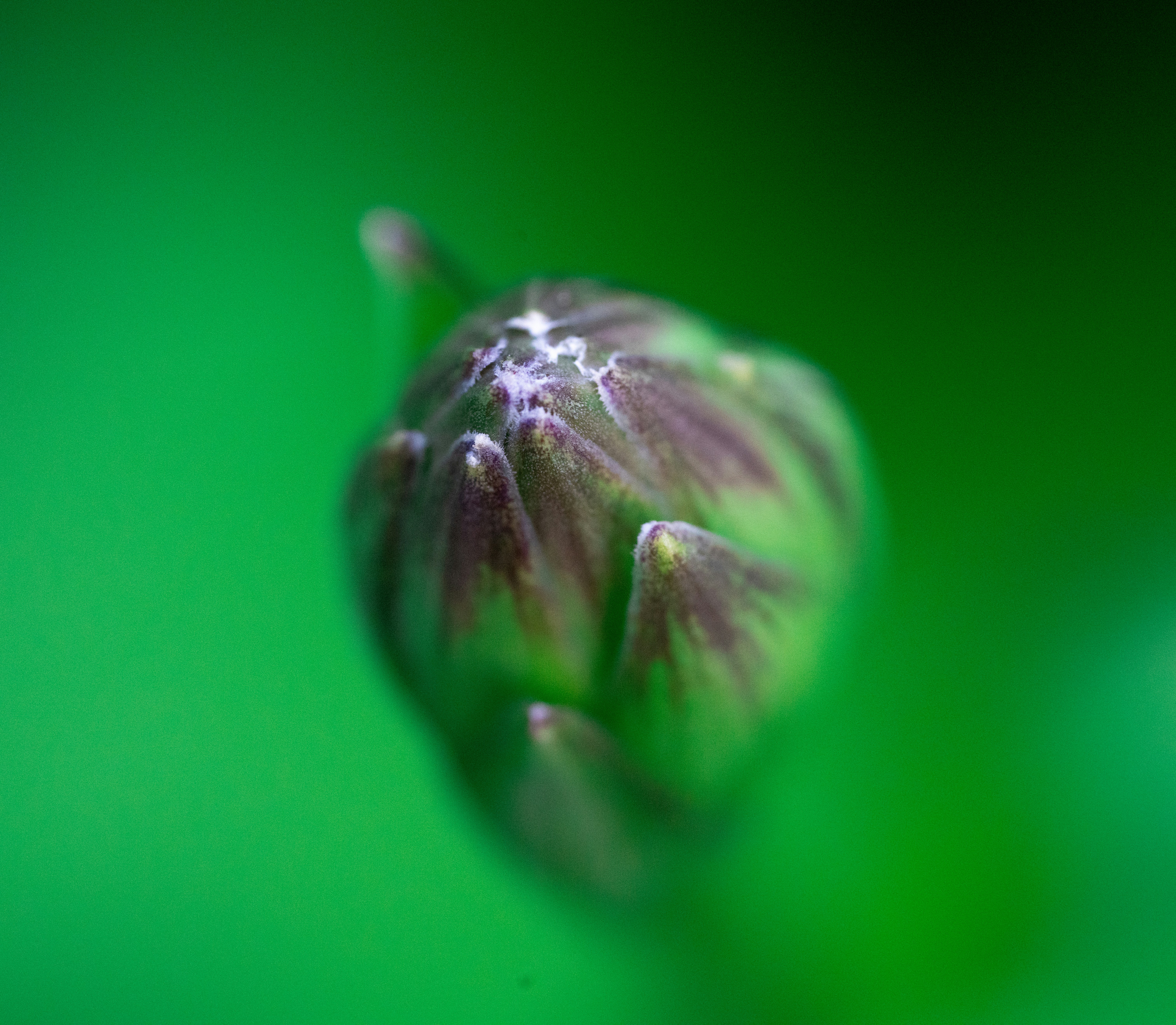 Photo by sreyaskv