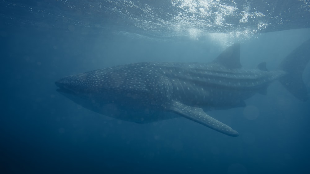 a large whale swims under the surface of the water