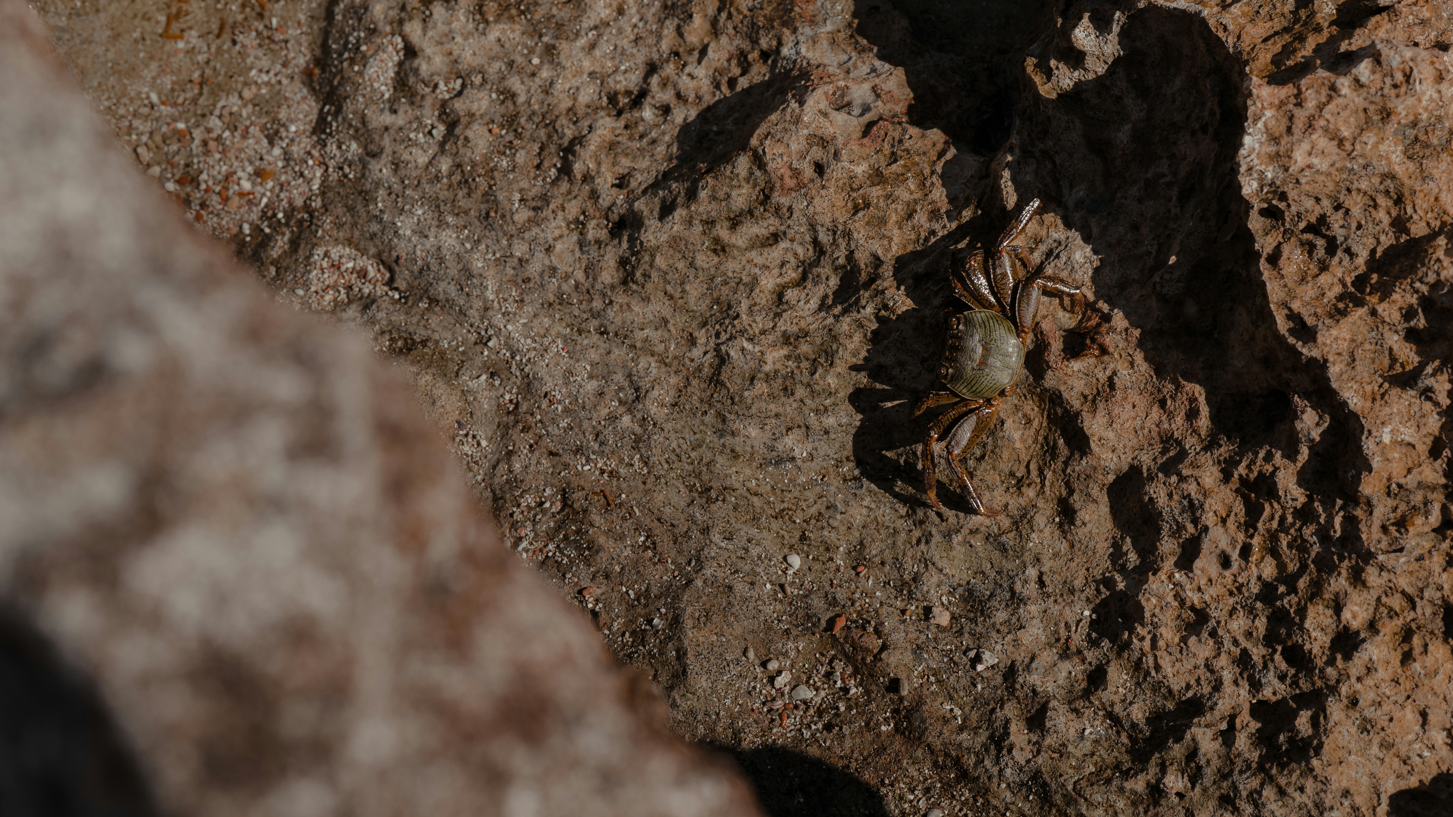a spider crawling on a rock in the sun