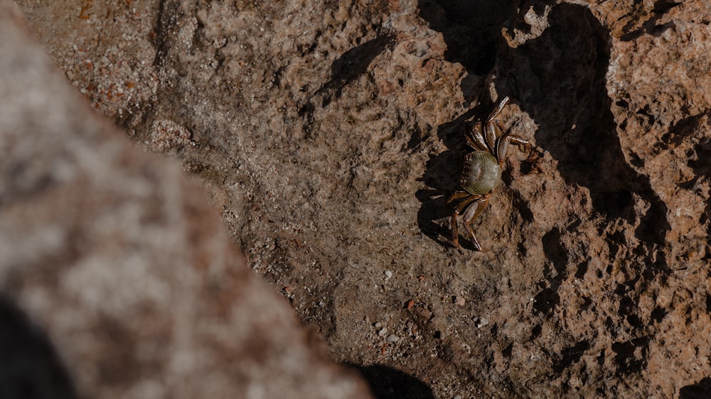 a spider crawling on a rock in the sun
