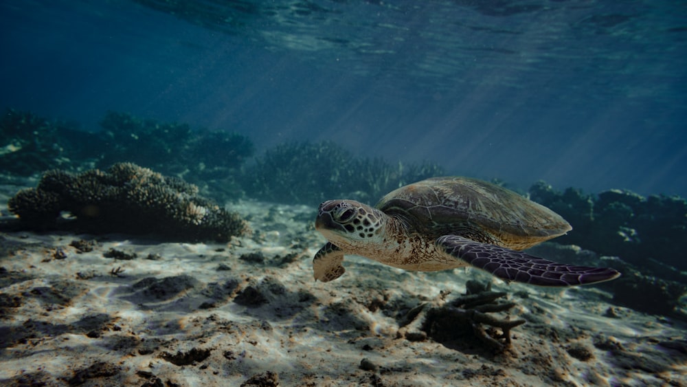 a green turtle swimming over a sandy bottom