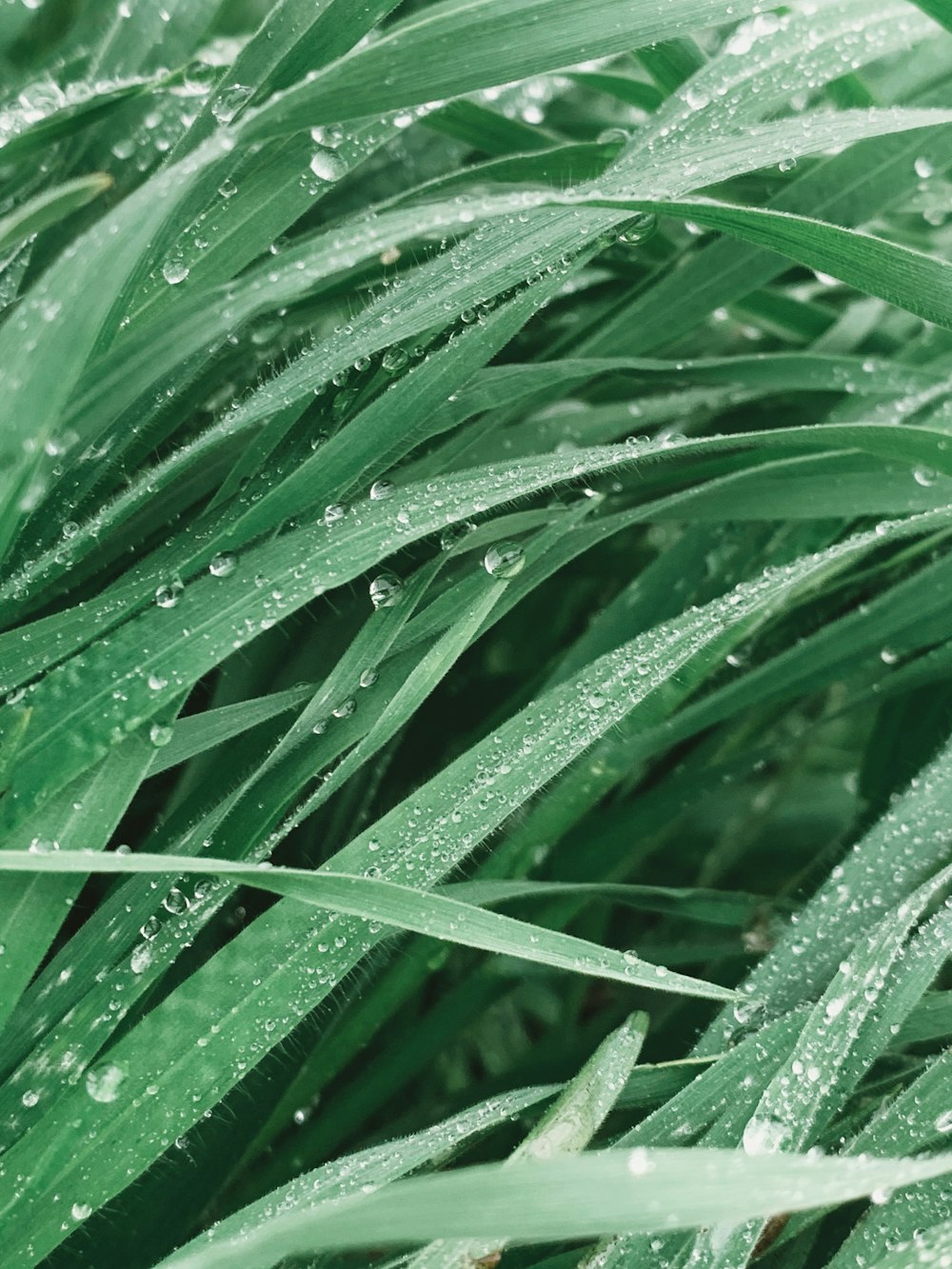 a close up of a green plant with water droplets on it