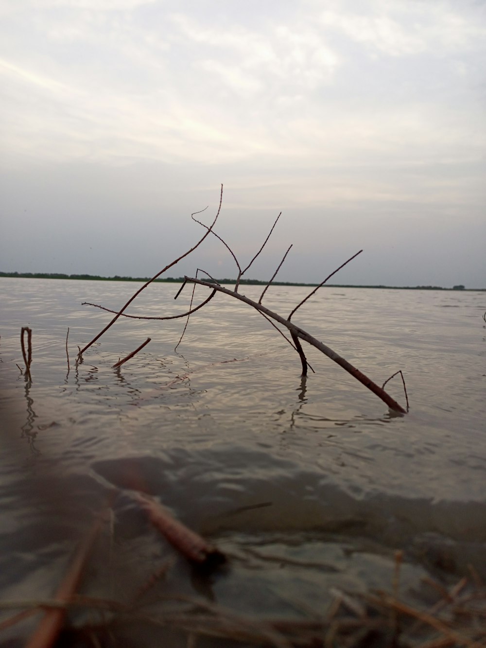 a tree branch sticking out of the water