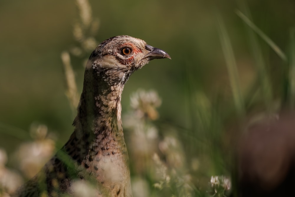 a close up of a bird in a field of grass