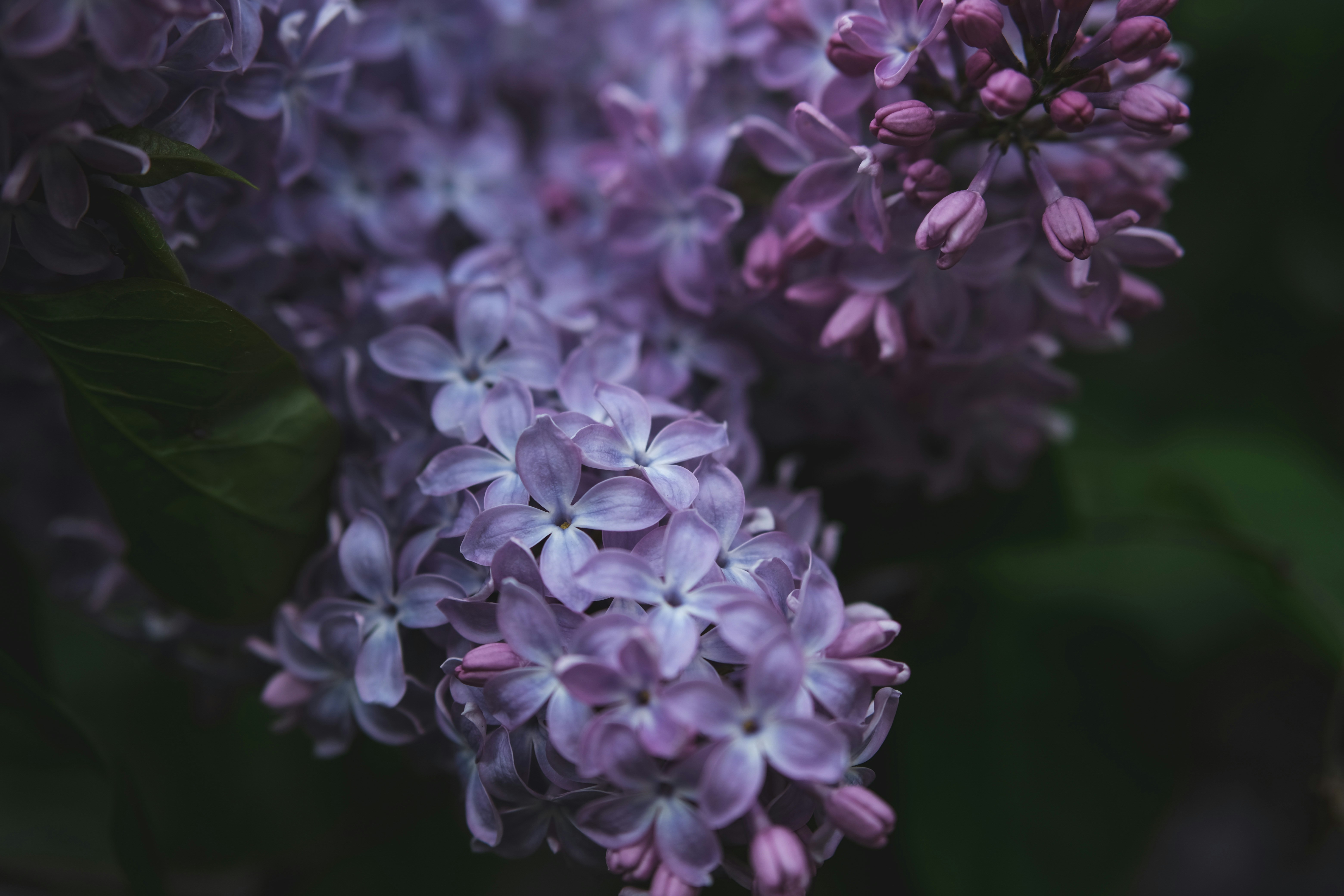 Photo by rolig_basseng