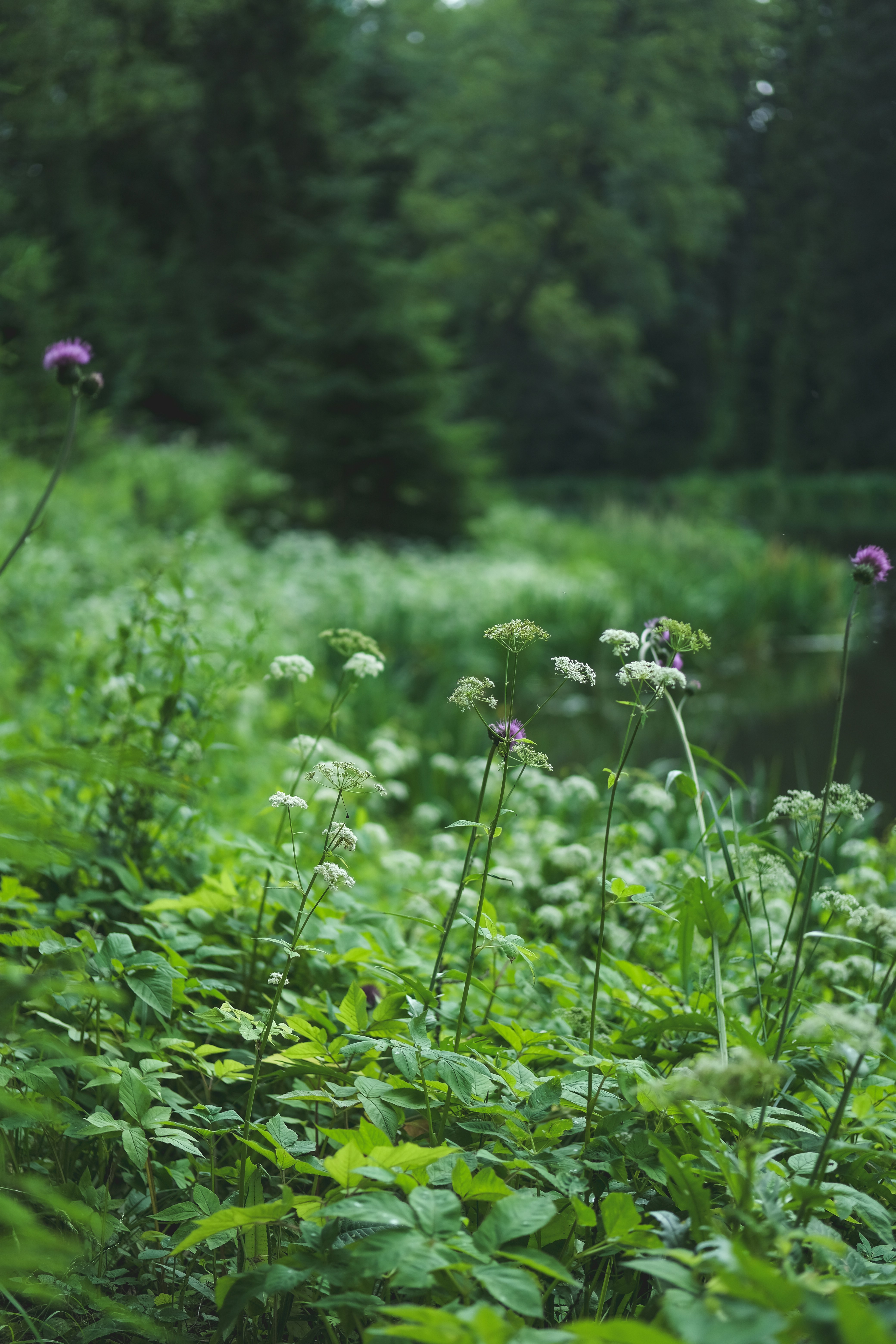 Photo by rolig_basseng