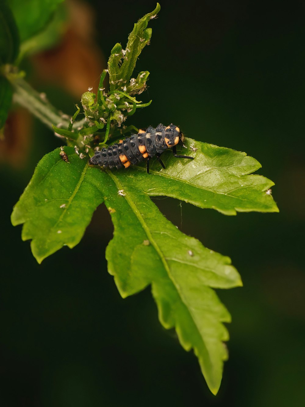 a black and orange bug on a green leaf