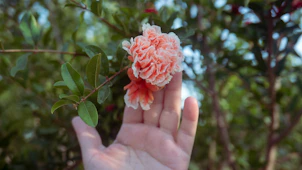 Hands holding a delicate flower, symbolizing growth and self-care, against a soft natural background.